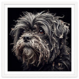 Old Dog 02 thumbnail