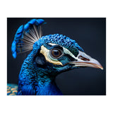 Close Up Of A Peacock Head Blue Feather (Print Only) thumbnail