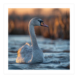 Elegant Swan Gliding On Water At Sunset (Print Only) thumbnail