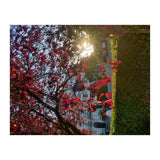 Autumn’s Embrace (Print Only) thumbnail