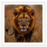 Majestic Lion King Of The Savannah In Dry Grass thumbnail