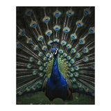 Peacock Portrait Photography (Print Only) thumbnail