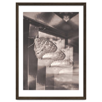 Evolving | Sepia