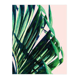 Palm V2 (Print Only) thumbnail