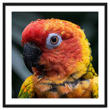 Sun Conure Parrot Bird With Water Droplets thumbnail