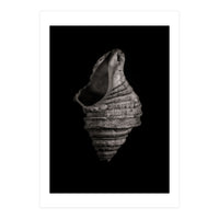 Shells No 2 (Print Only)