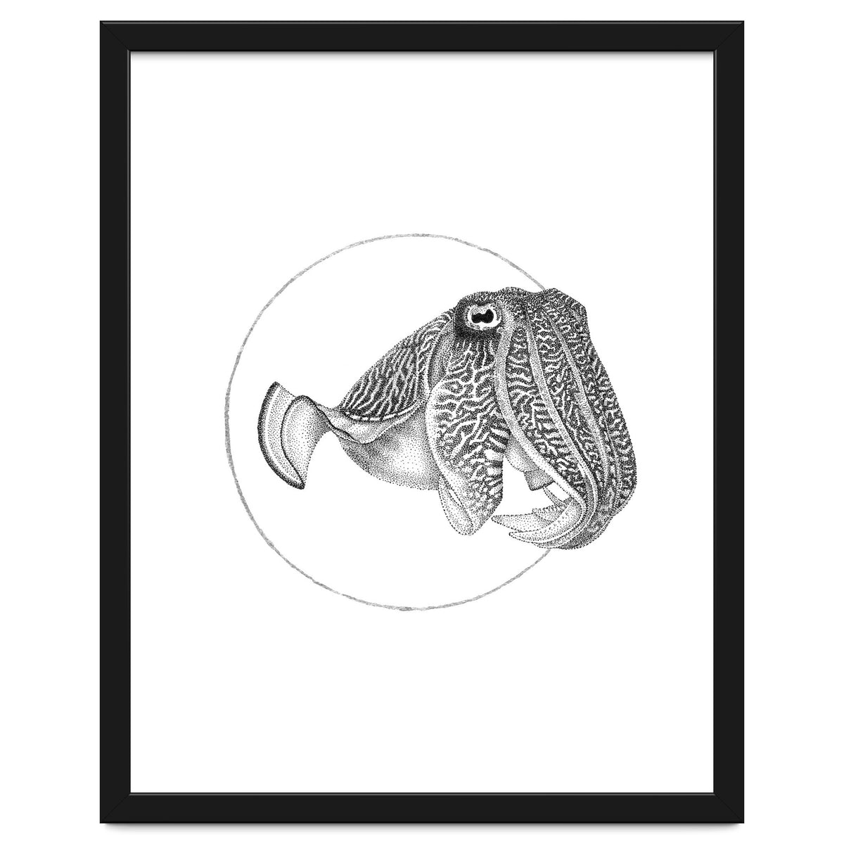 The Fascinating Cuttlefish