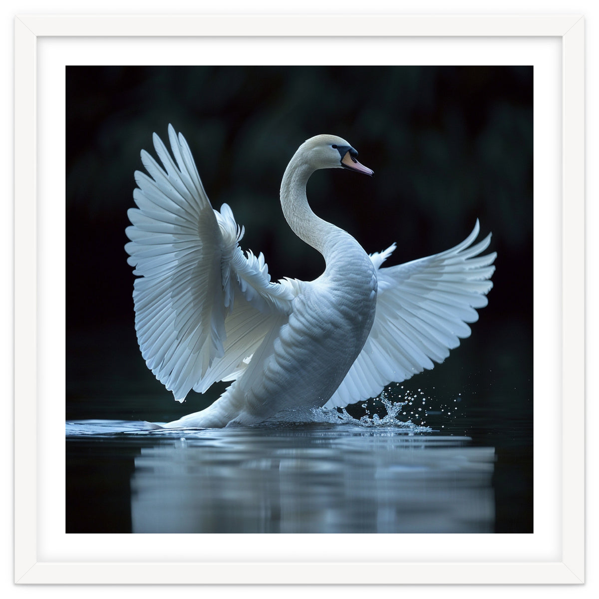 Majestic White Swan Spreading Wings On Water