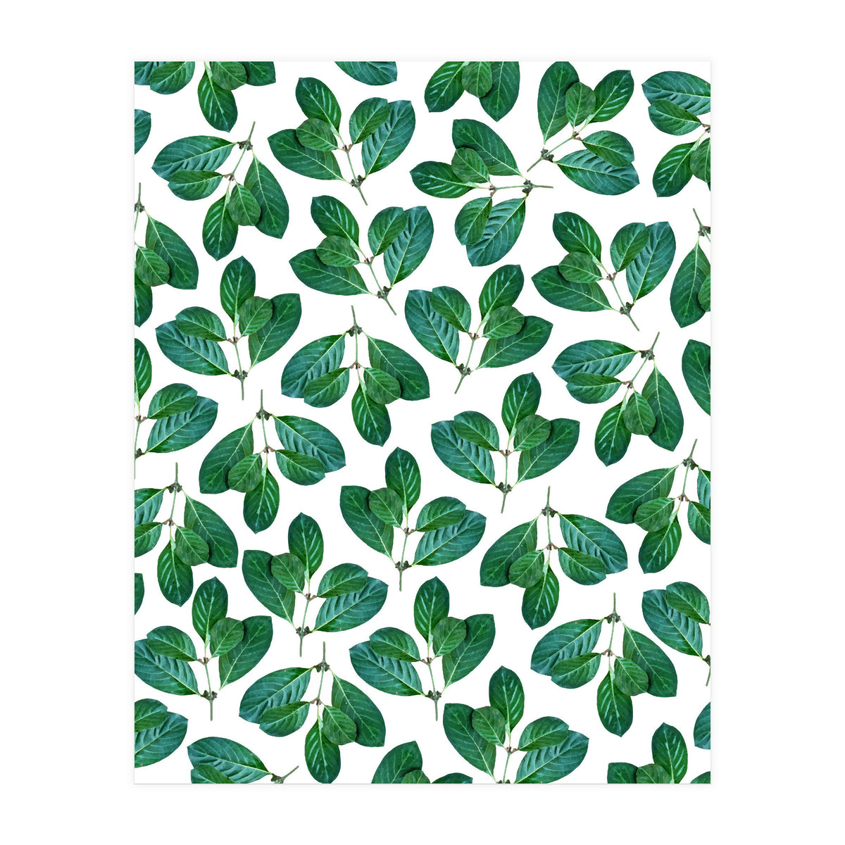 Lemon Leaf (Print Only)