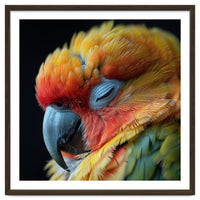 Close Up Of A Sleeping Sun Conure Parrot