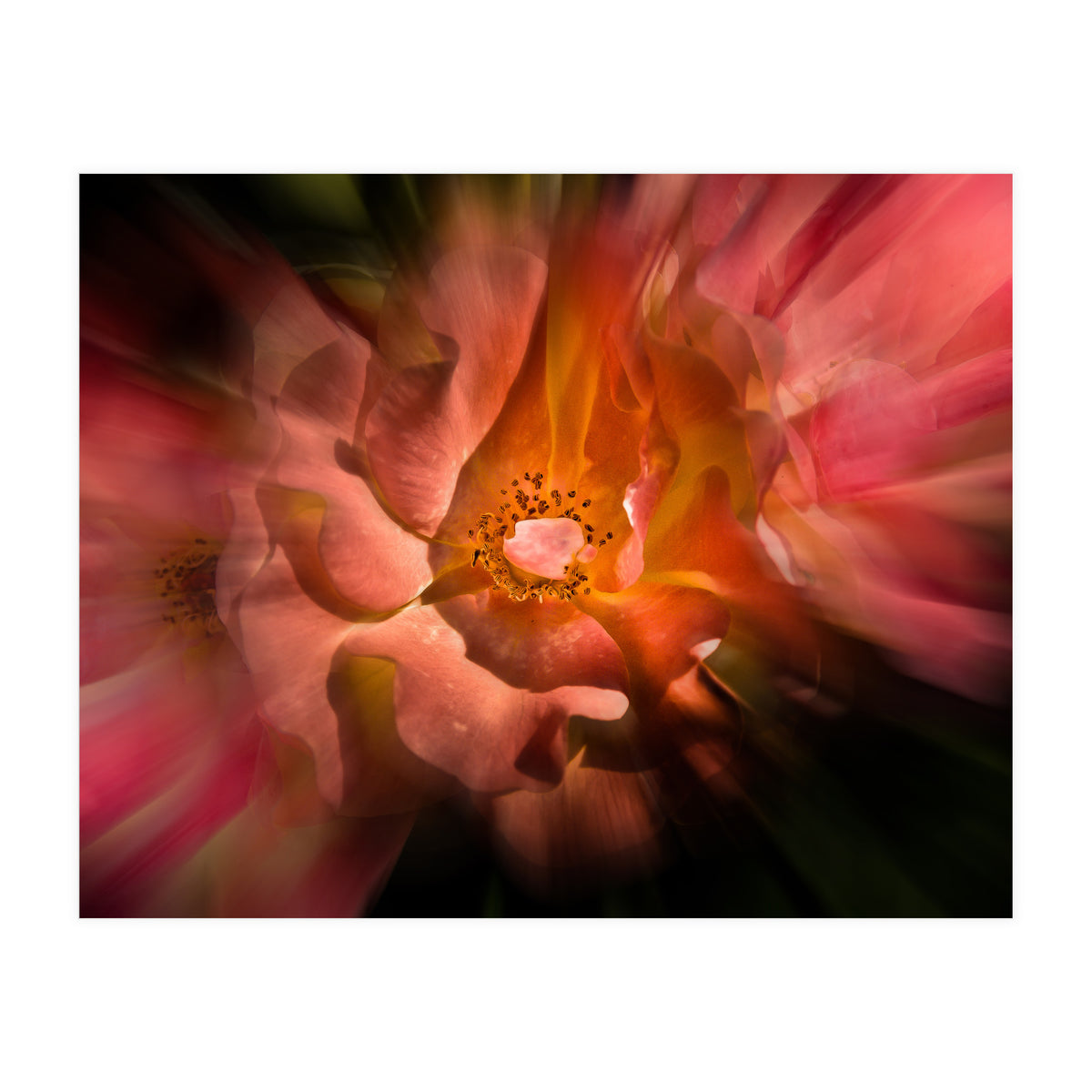 Backyard Flowers No 40 Color Flow Version (Print Only)