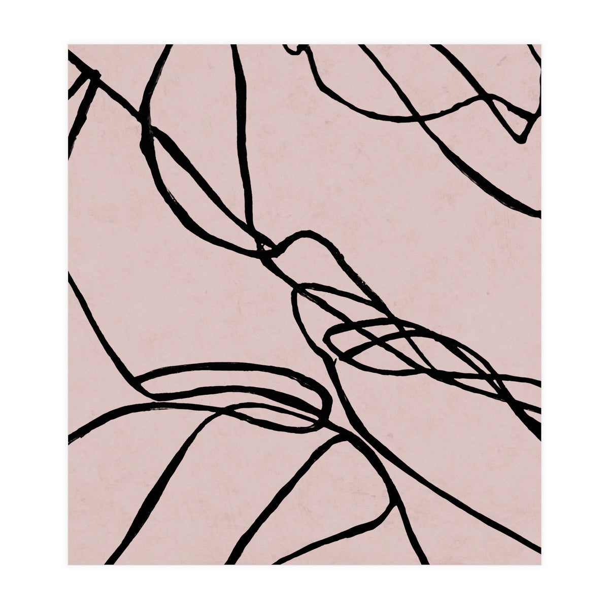 Lines on Rose (Print Only)