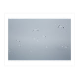 Flying seagulls in the winter sky (Print Only) thumbnail