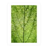 Nature Veins (Print Only) thumbnail