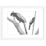 Yucatan Jays thumbnail