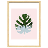 Monstera thumbnail