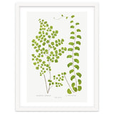 Edward Joseph Lowe – Adiantum Assimile and Adiantum Lunulatum (1856–1860) thumbnail