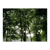 Light bulb among the trees in the summer forest (Print Only) thumbnail
