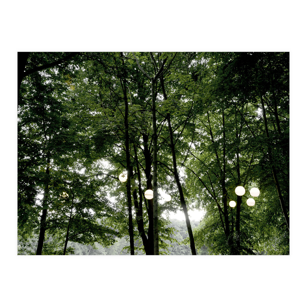 Light bulb among the trees in the summer forest (Print Only)