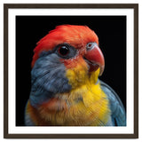 Close Up Colorful Parrot Portrait Vivid Plumage thumbnail