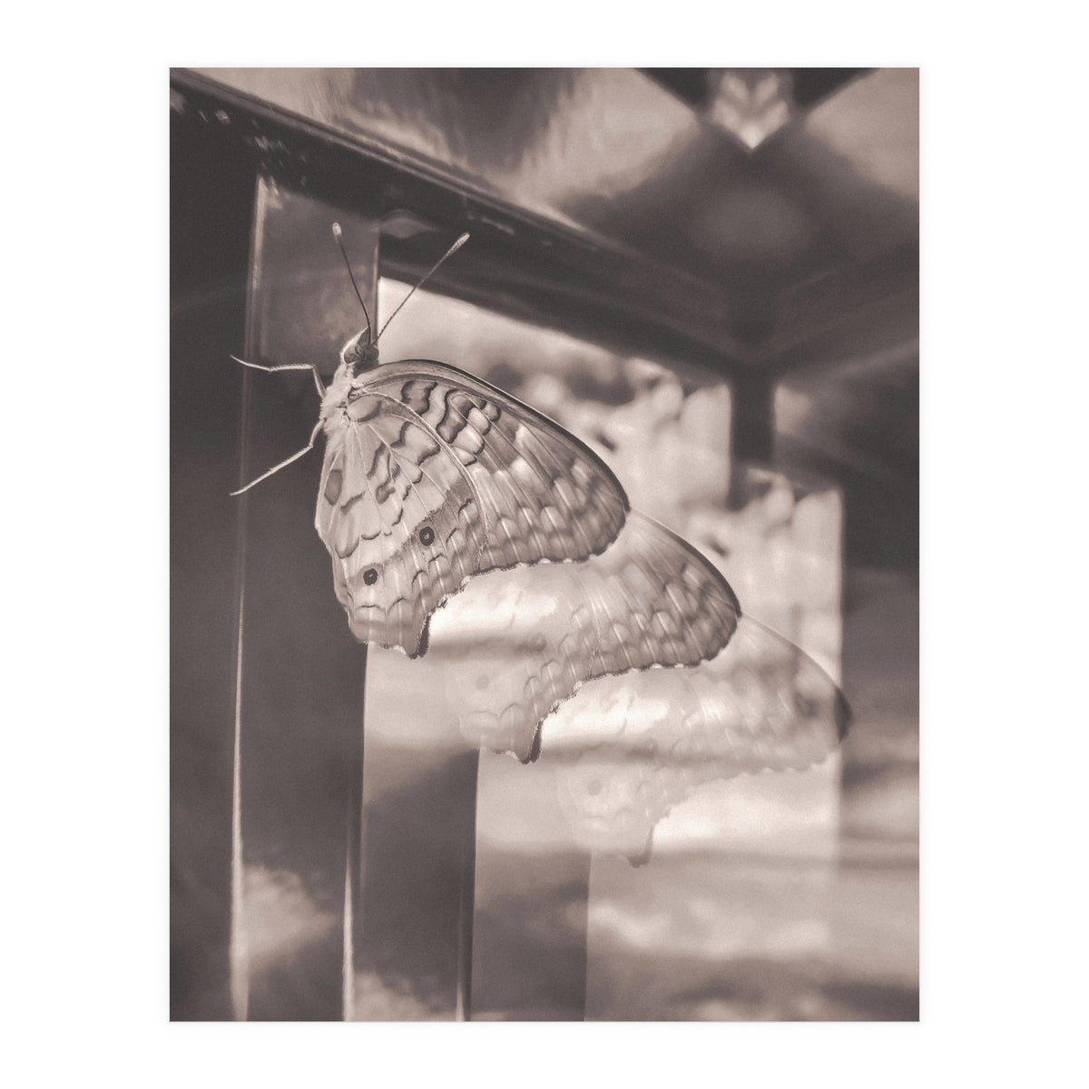 Evolving | Sepia (Print Only)