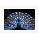 Close Up Peacock Showing Its Beautiful Feathers thumbnail