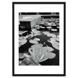 Lotus Pond | Black & White Portrait thumbnail