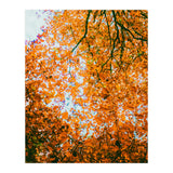 Autumn Leaves (Print Only) thumbnail