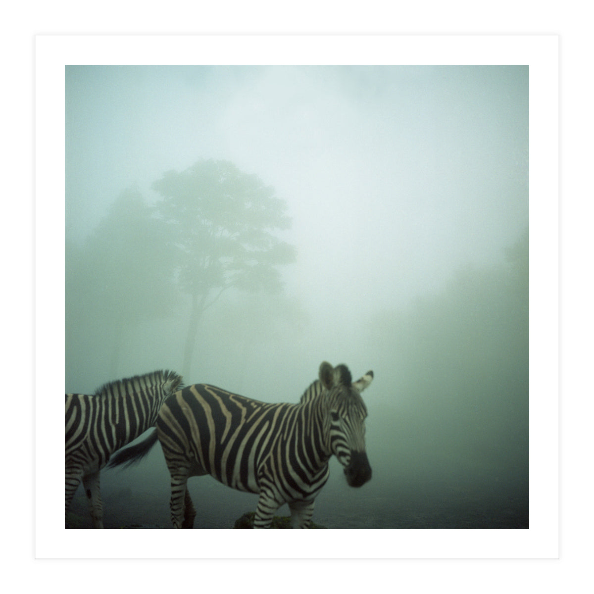 Silence of breath - 16 (Print Only)