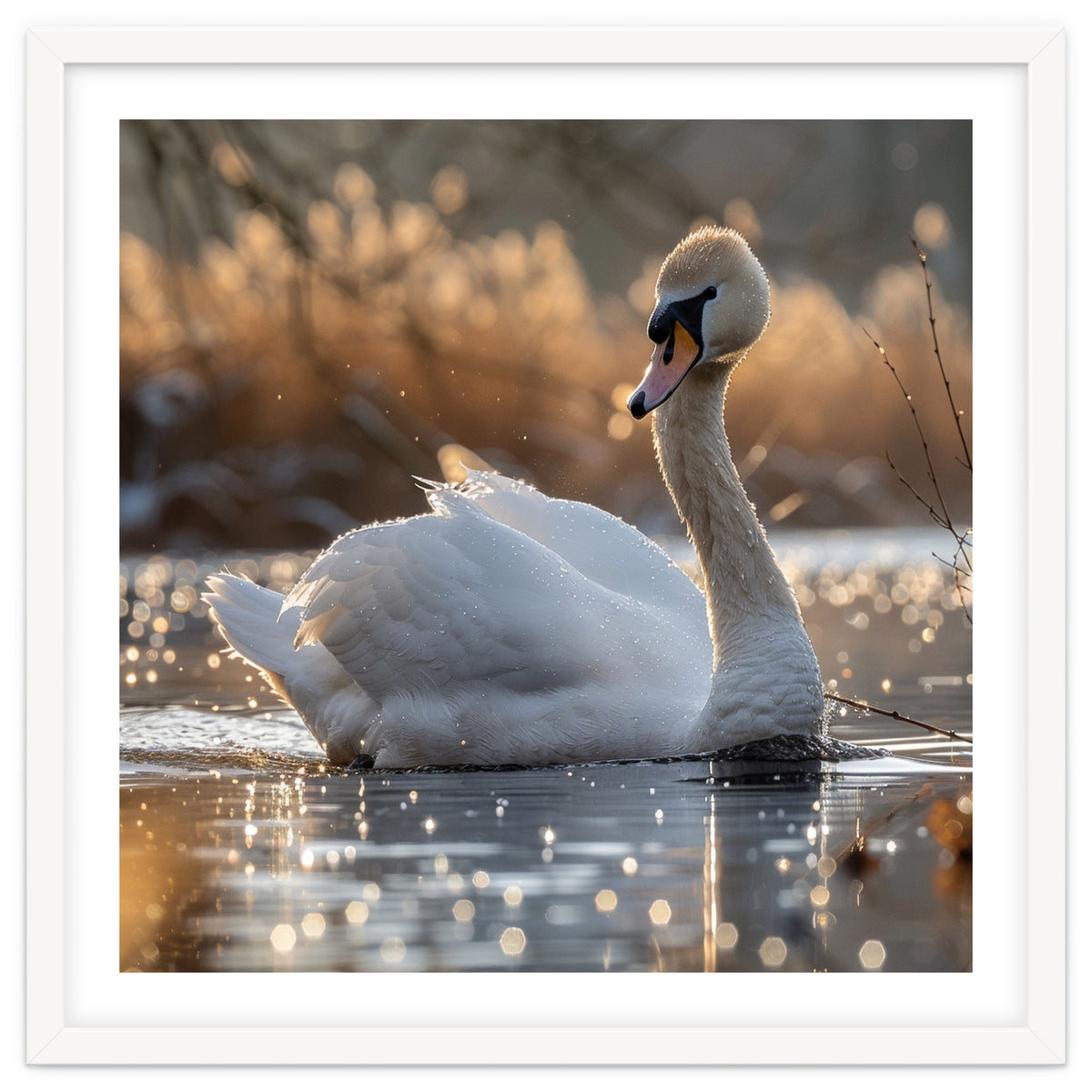 Majestic Swan On Calm Water During Sunset Nature Scene