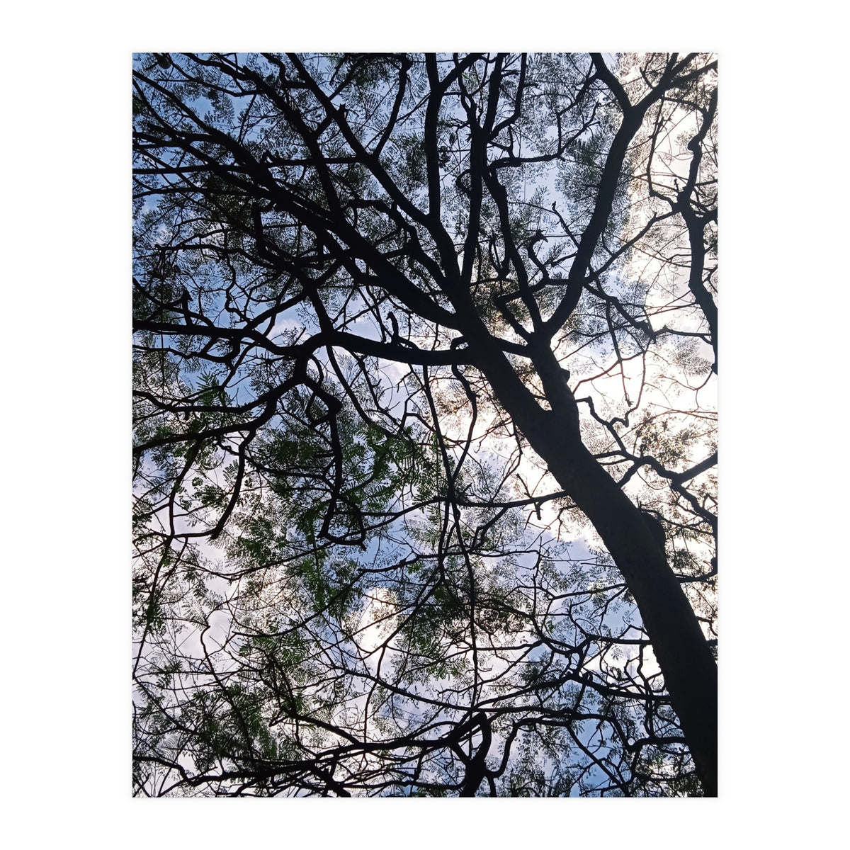 Tree from below  (Print Only)