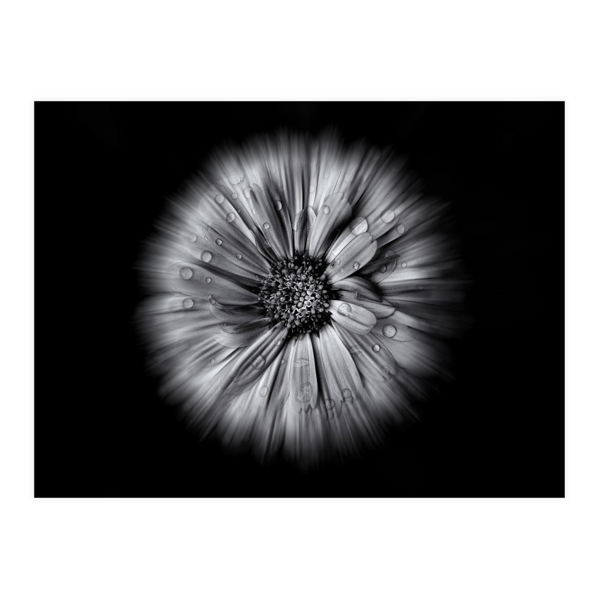 Backyard Flowers In Black And White No 10 Flow Version (Print Only)