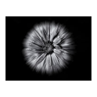 Backyard Flowers In Black And White No 10 Flow Version (Print Only)