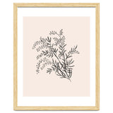 Acacia Botanical illustration thumbnail
