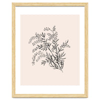 Acacia Botanical illustration