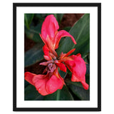 Red Indian Shot Flower thumbnail