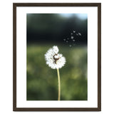 Dandelion Wish Photography thumbnail