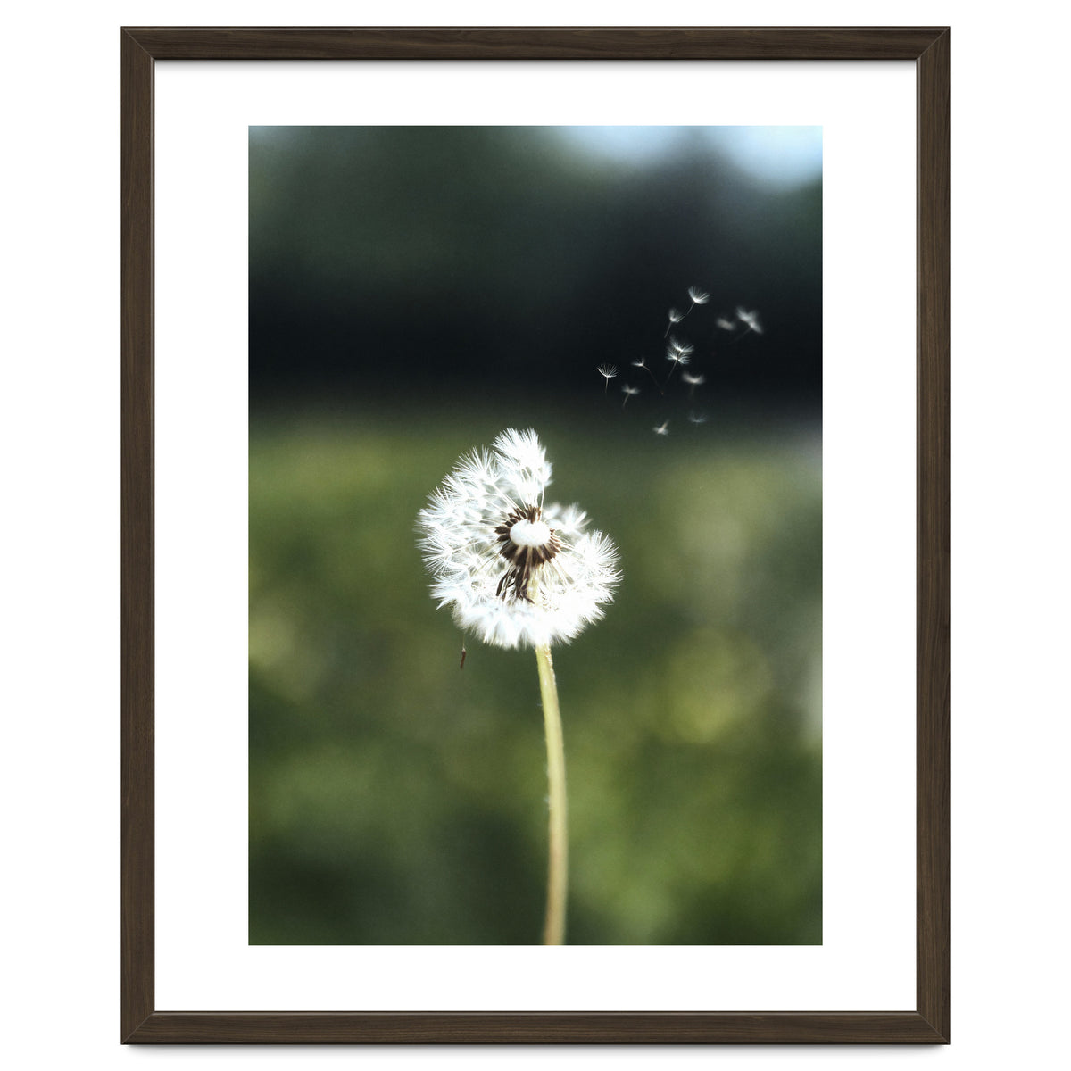 Dandelion Wish Photography