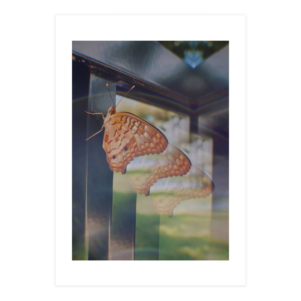 Evolving (Print Only)