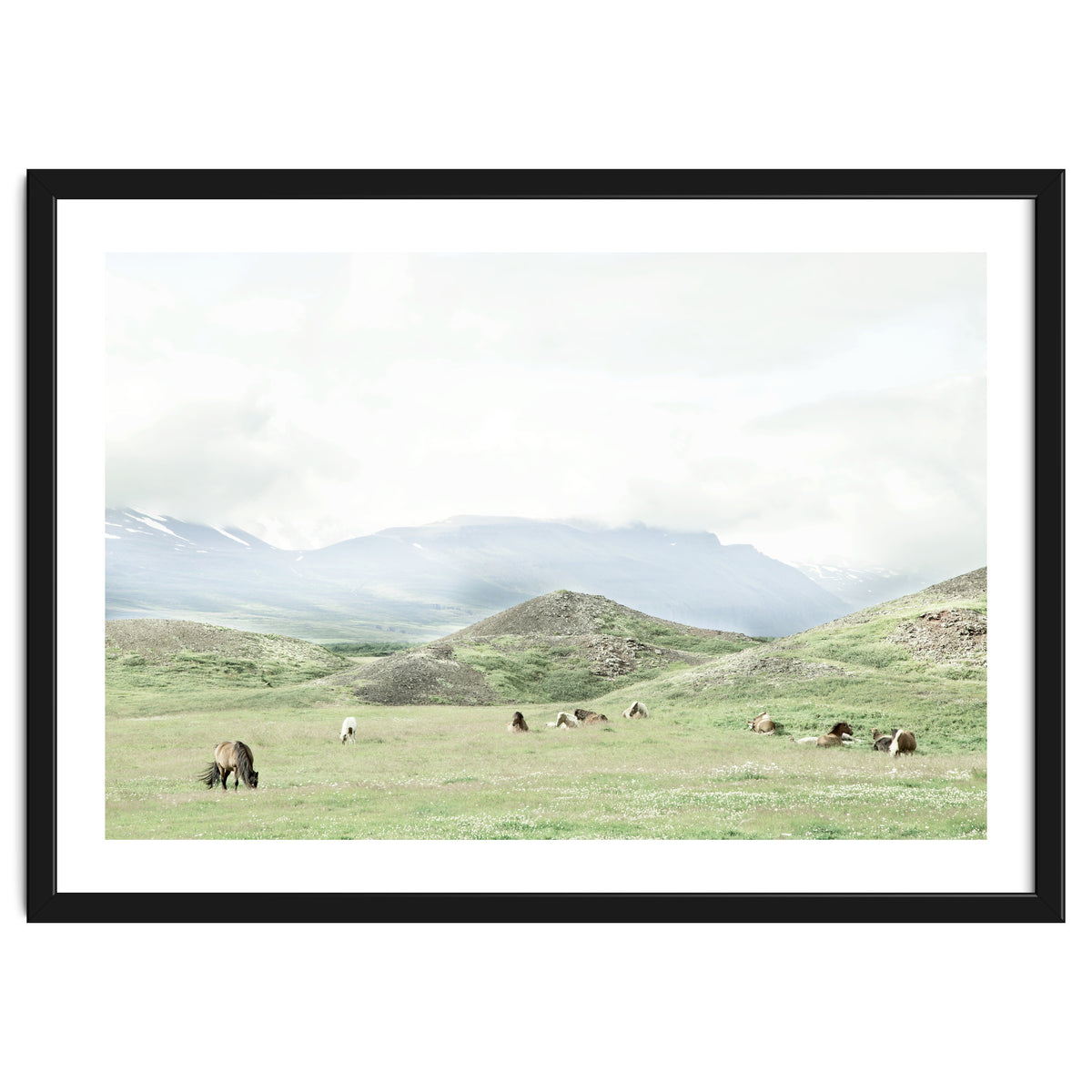 Relaxing horses on a sunny day calm field - Iceland
