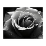 Ethereal Monochromatic Rose Petal Macro (Print Only) thumbnail