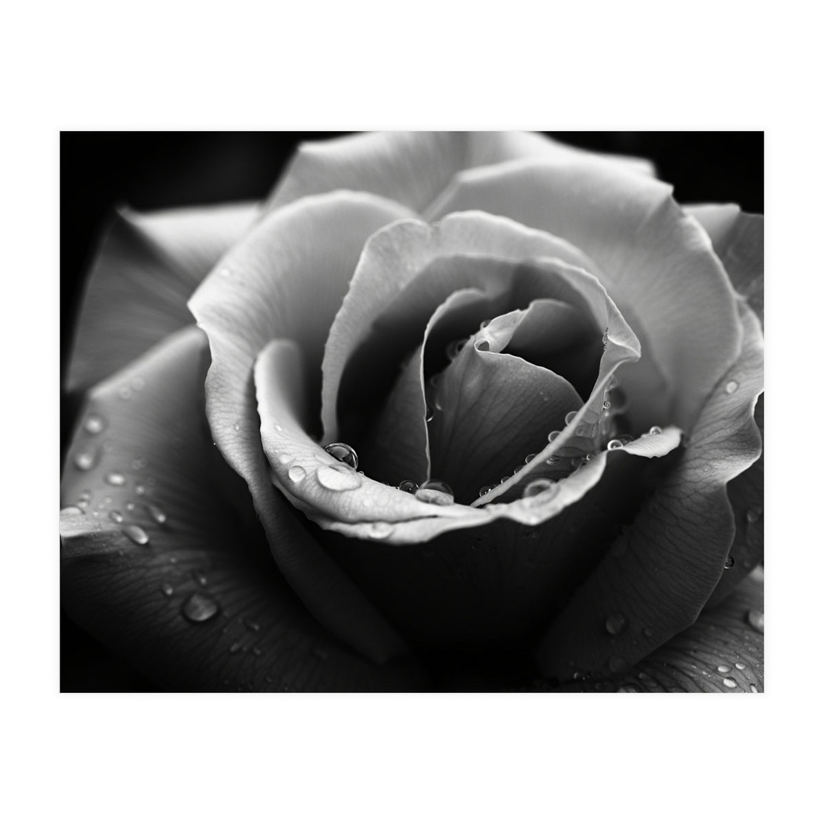 Ethereal Monochromatic Rose Petal Macro (Print Only)