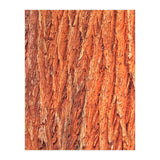 Tree Bark (Print Only) thumbnail
