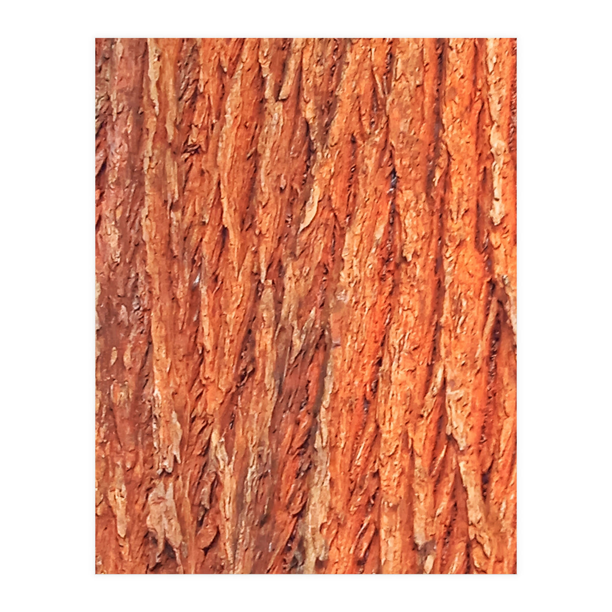 Tree Bark (Print Only)