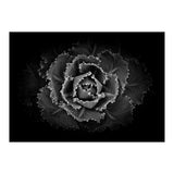 Backyard Flowers In Black And White No 101 (Print Only) thumbnail