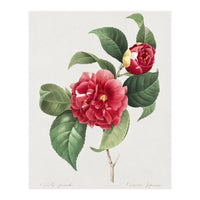 Pierre-Joseph Redouté – Finest Flowers and Fruits (1833) (Print Only)