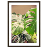Monstera Mix thumbnail