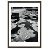 Lotus Pond | Black & White Portrait thumbnail
