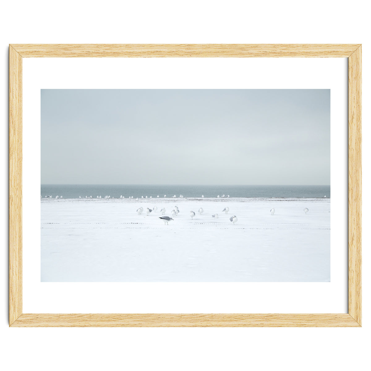 Seagulls in the Snow beach