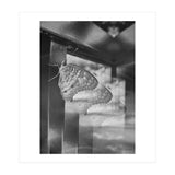 Evolving | Black & White (Print Only) thumbnail
